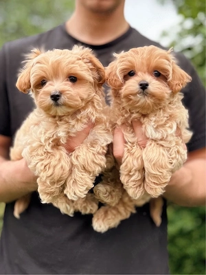 Maltipoo pui - imagine 3