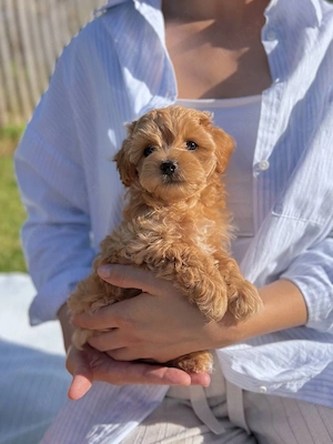 Maltipoo pui - imagine 2