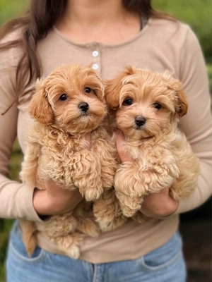 Maltipoo pui - imagine 5