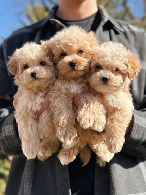 Maltipoo pui - imagine 4