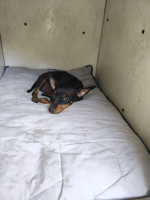 pinscher pitic toy de vanzare caine de apartament - imagine 2