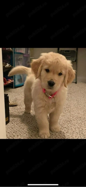 Golden Retriever 