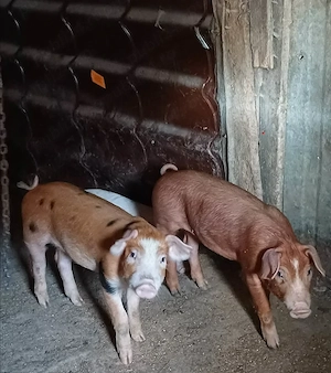 Purcei marele alb cu duroc 11 saptamani - imagine 3