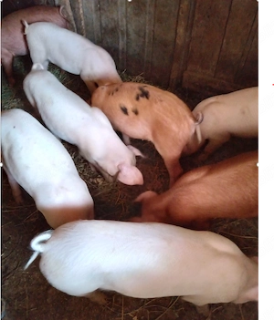 Purcei marele alb cu duroc 11 saptamani