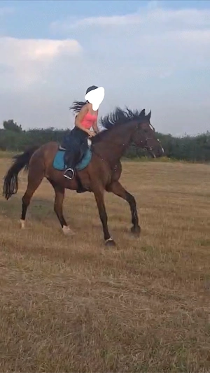 cal de sport unguresc - imagine 4