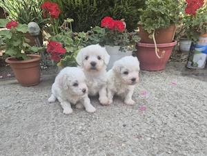Bichon frisee 