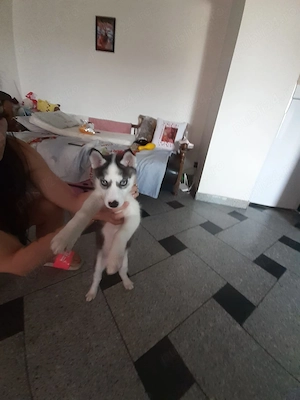 Husky siberian 