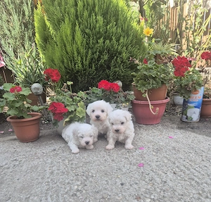 Bichon frisee  - imagine 4