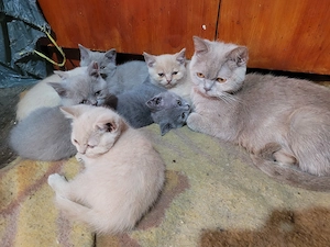 Pui British shorthair  - imagine 3