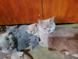 Pui British shorthair  - imagine 5