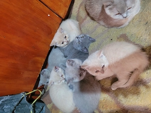 Pui British shorthair 