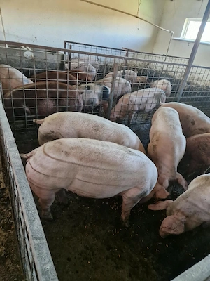 Porci  de carne  - imagine 6