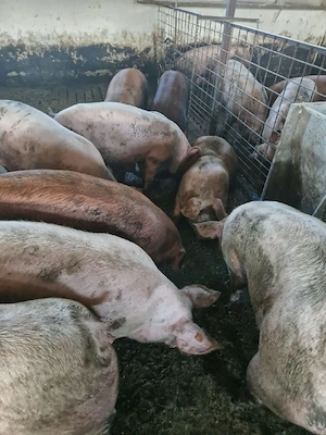 Porci  de carne 