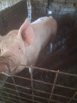 scrofa de vânzare 