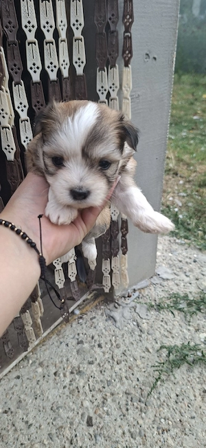 Donez corcitură bichon