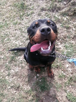 Cățelușa Rottweiler 