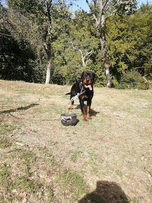 Cățelușa Rottweiler  - imagine 3