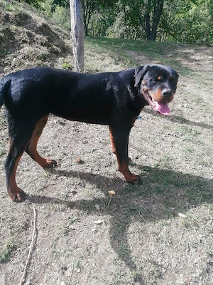Cățelușa Rottweiler  - imagine 4