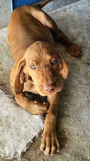 Căţeluşă"Vizsla maghiar "  - imagine 4