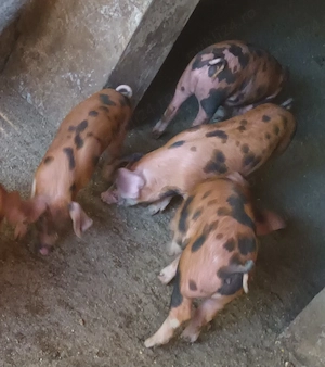 Purcei rasa Duroc 5 femele și 4 masculi crescuți cu cereale  - imagine 2