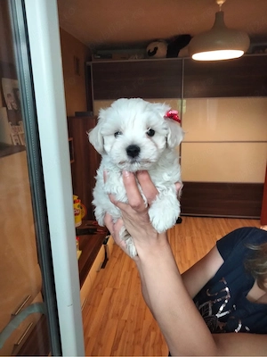 bichon maltez baietel, vaccinat