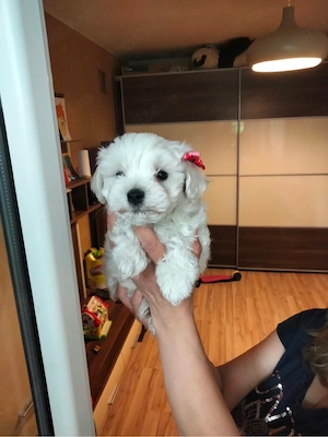 bichon maltez baietel, vaccinat - imagine 2