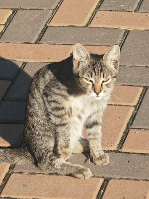 Adoptie pisicuțe frumoase - imagine 3