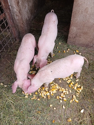 vand purcei rasa Landras,10saptamani,600lei purcelul - imagine 2