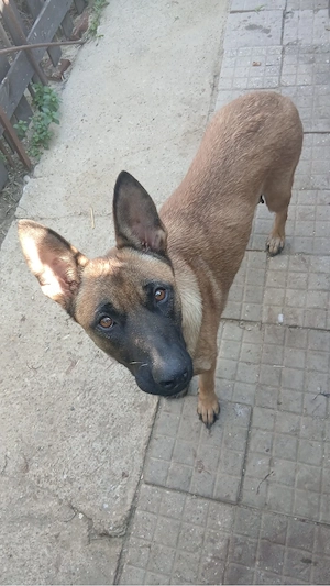 Ciobaesc belgian Malinois - imagine 4