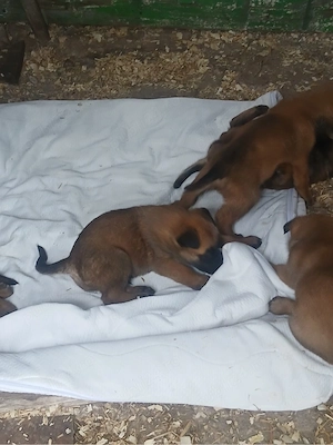 Ciobaesc belgian Malinois