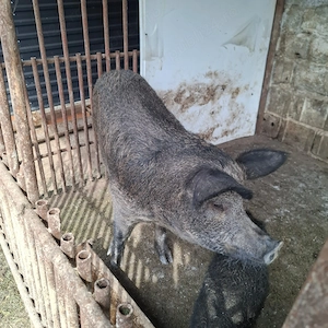Vand purcea duroc si purcea bazna
