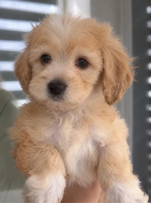 Maltipoo F&B 