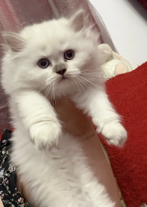 Puiuți British Longhair & Shorthair de vânzare   Părinți campioni cu pedigree | Craiova - imagine 2