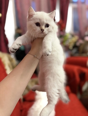 British Longhair și Shorthair Craiova - imagine 5