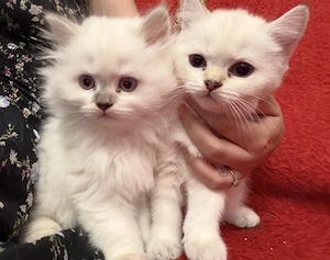 British Longhair și Shorthair Craiova - imagine 2