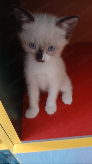 Pui Ragdoll fetita superba  - imagine 2