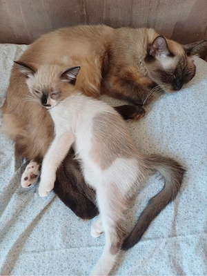 Pui Ragdoll fetita superba  - imagine 4