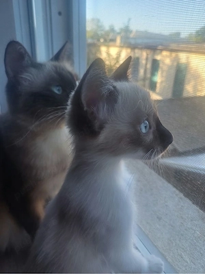 Pui Ragdoll fetita superba 