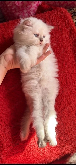 Puiuți British Longhair & Shorthair de vânzare   Părinți campioni cu pedigree | Craiova - imagine 5