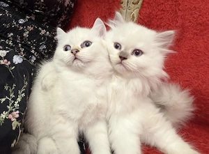 Puiuți British Longhair & Shorthair de vânzare   Părinți campioni cu pedigree | Craiova - imagine 3