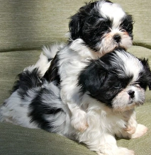 Shih Tzu mini toy - imagine 2