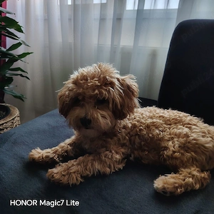 Vând cățel Maltipoo - imagine 3