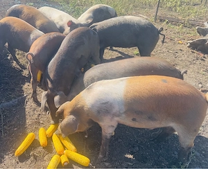 Porci de Vanzare 45kg plus!  - imagine 3