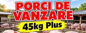 Porci de Vanzare 45kg plus! 