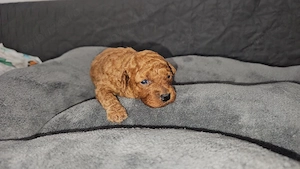 Vanzare poodle toy - imagine 2