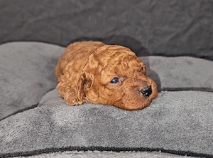 Vanzare poodle toy - imagine 4
