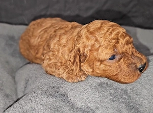 Vanzare poodle toy - imagine 3