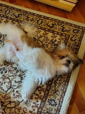 Vand pui Shih Tzu  - imagine 5