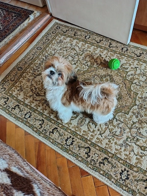 Vand pui Shih Tzu  - imagine 4
