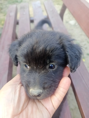 Catei de 7 saptamani spre adoptie!  - imagine 4